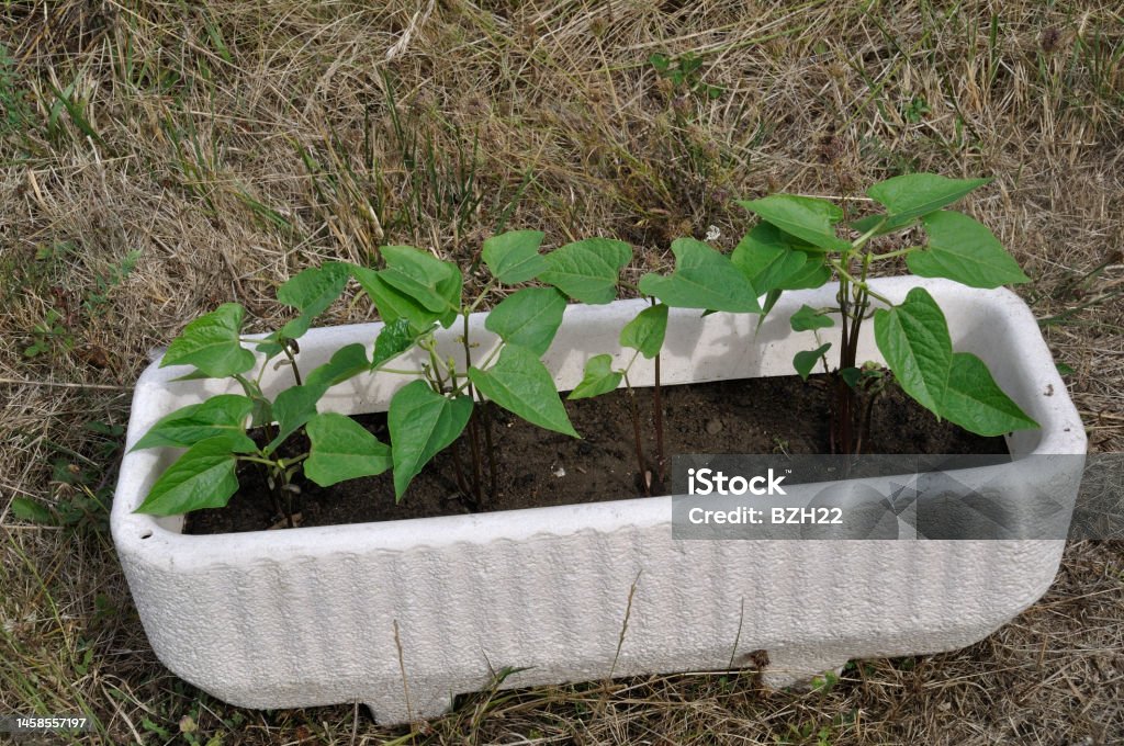 Green beans growing in a tray Bean Stock Photo