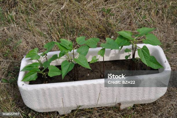 Green Beans Growing In A Tray Stock Photo - Download Image Now - Bean, Bean Sprout, Close-up
