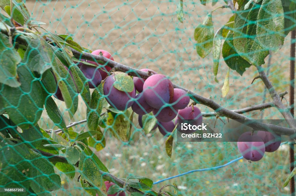 plums protected from birds by a net Agriculture Stock Photo