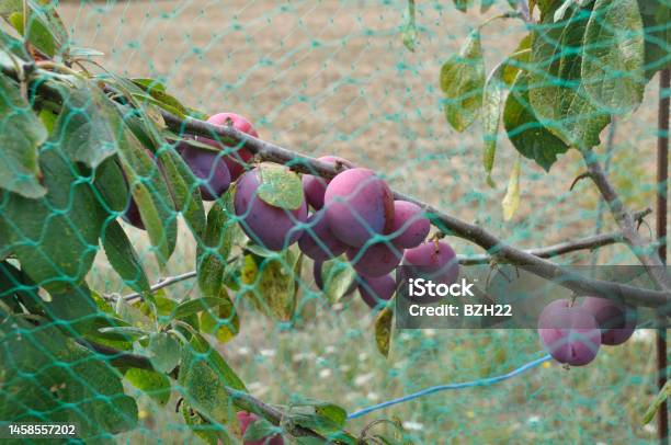Plums Protected From Birds By A Net Stock Photo - Download Image Now - Agriculture, Bird, Blackbird