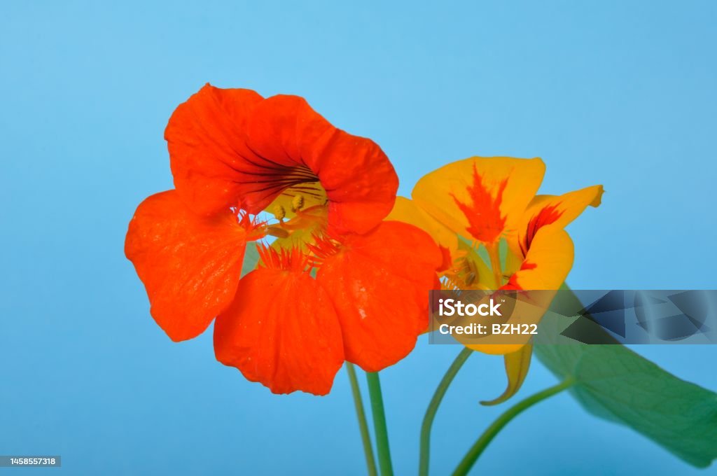 nasturtiums on a blue background Beauty Stock Photo