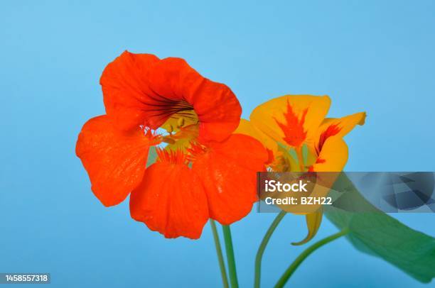Nasturtiums On A Blue Background Stock Photo - Download Image Now - Beauty, Blue, Blue Background