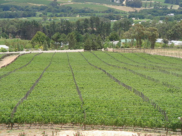 wineyard - foto de acervo