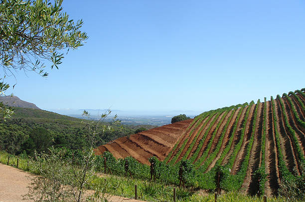 wineyard - foto de acervo