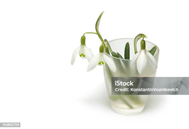Snowdrops の花瓶 - やわらかのストックフォトや画像を多数ご用意 - やわらか, イラストレーション, エーデルワイス