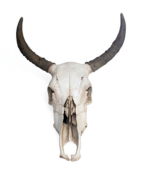 istock Skull of a cow. 145855762