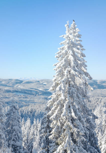 Nordmarka forest with Norefjell mountain in the horizon seen from Tryvann winter park.