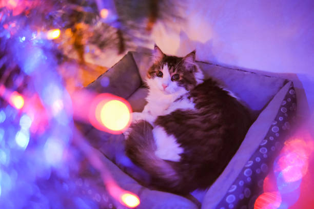 Portrait of a cat who is lying in cat bed and looking at the Christmas lights