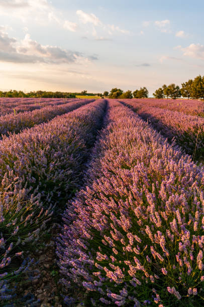 istock Lavender field in the Provence 1458559104