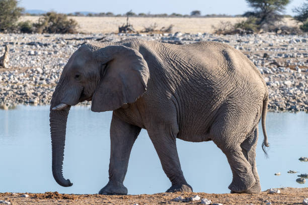 istock African Elephant in Etosha 1458559234