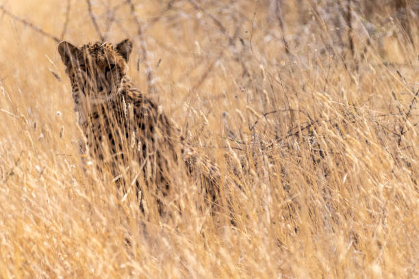 istock Cheetah hiding in the bushes 1458559277