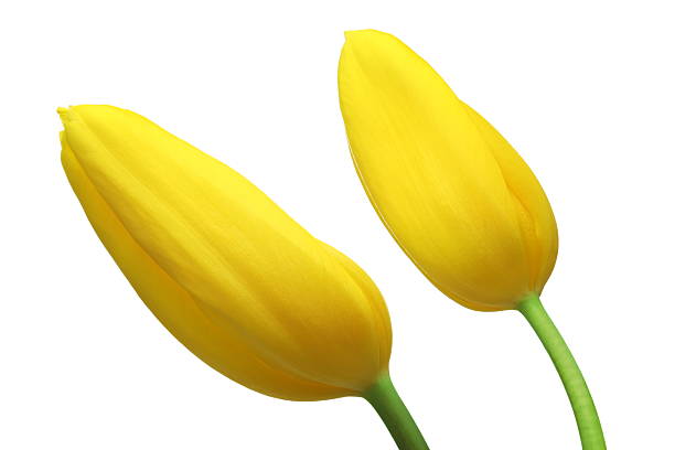 Zwei gelbe Tulpen – Foto