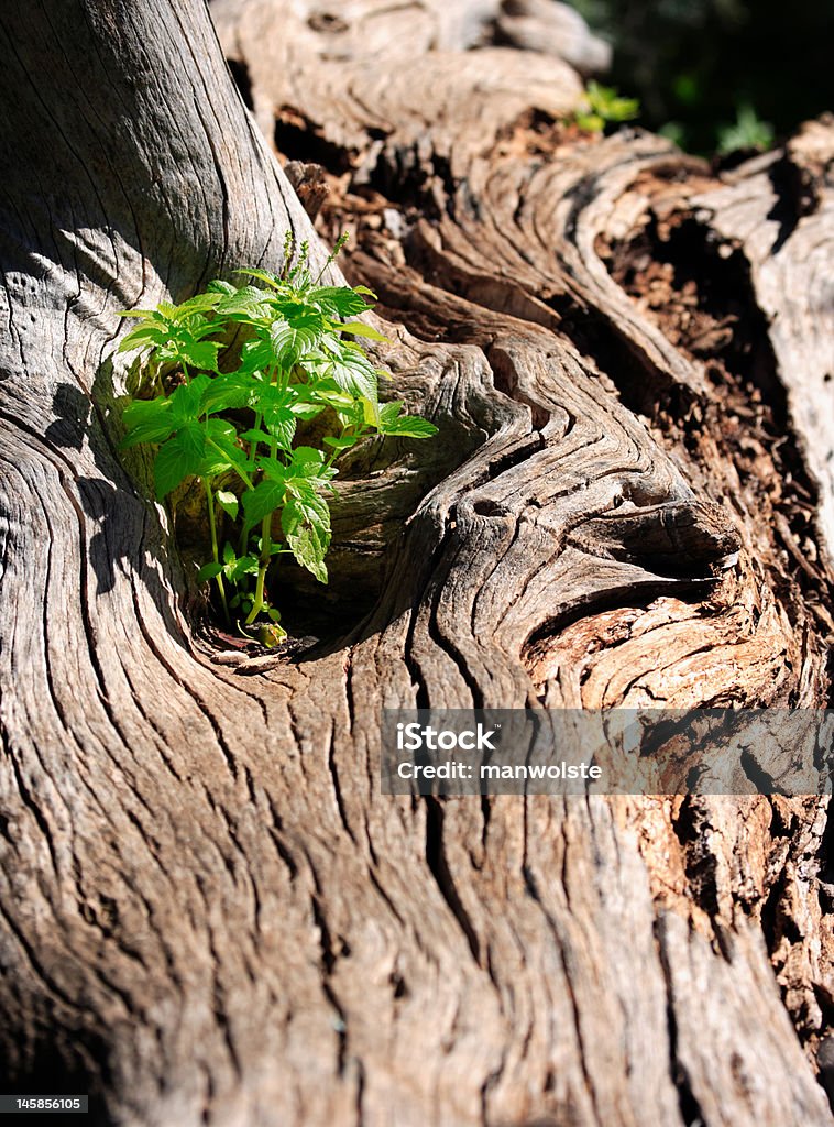 new life in old tree, sapling growing on rotten bark Backgrounds Stock Photo