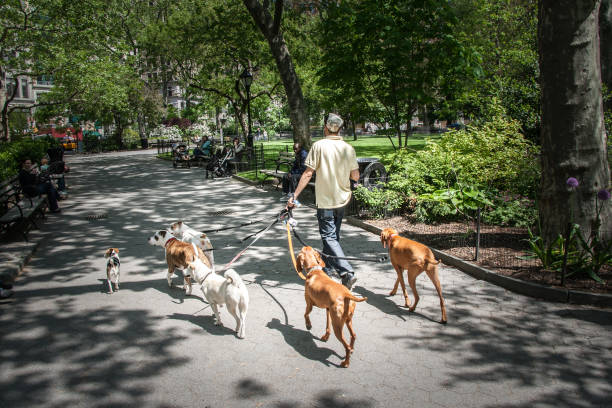 Dog Walker in Madison Park, New York City. stock photo