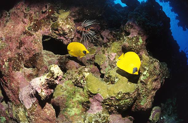 falterfische, butterflyfish stock photo