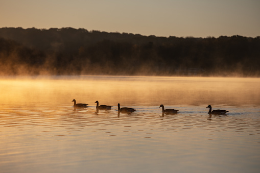Ducks glide across the lake on a cool fall morning in Pennsylvania