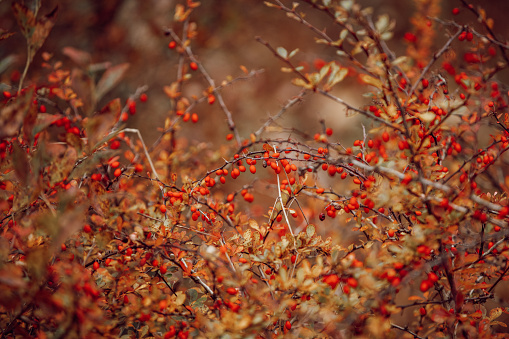 red berry with frost and ice at very cold winter day