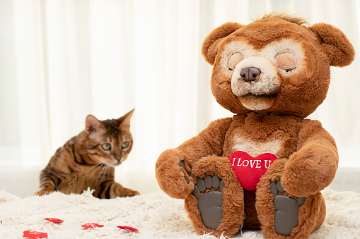 Cute tabby cat with stuffed toys, with red hearts. Happy Valentines Day