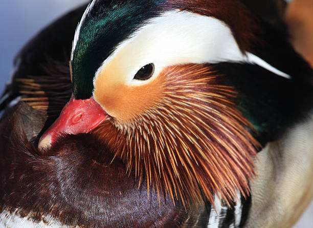 istock Mandarin drake head detail 145856575
