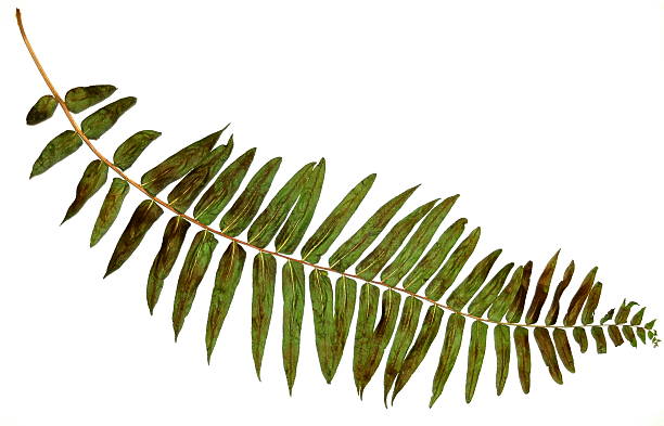 Pressed green fern frond leaf stock photo