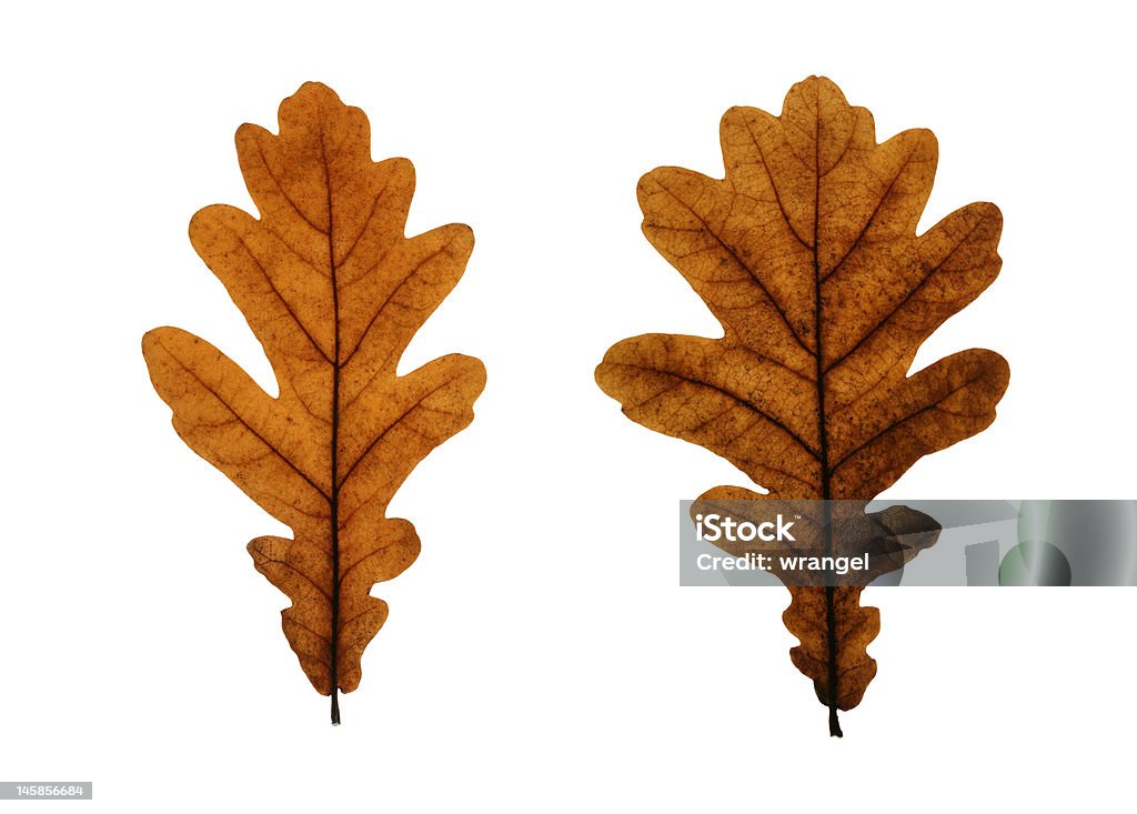 Due Foglie di quercia isolato su bianco - Foto stock royalty-free di Albero