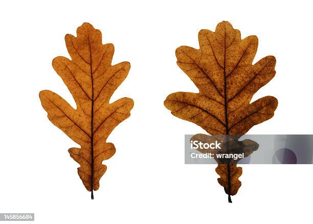 Due Foglie Di Quercia Isolato Su Bianco - Fotografie stock e altre immagini di Albero - Albero, Arancione, Autunno