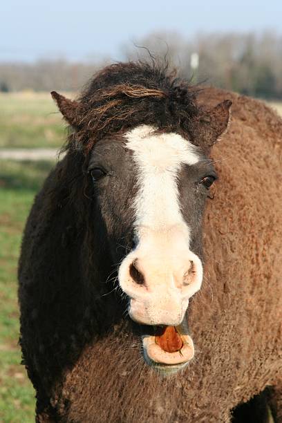 This mare is very pregnant Shetland Pony mare should be foaling pretty soon. Her tummy is about to start dragging on the ground.