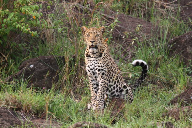 istock Leopard hiding in bush sitting on a rock 1458567830