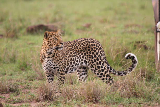 istock Leopard walking down a rocky hill slope looking across his shoulder 1458568136