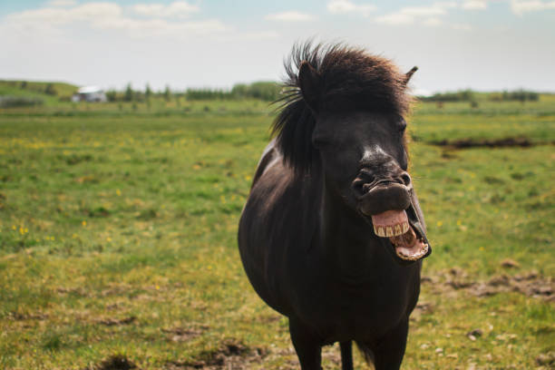 istock Black Horse Smile Teeth Iceland 1458568462