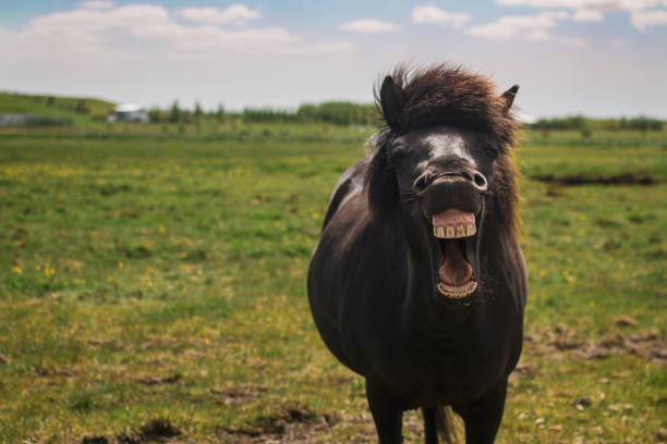 istock Black Horse Smile Teeth Iceland 1458568463