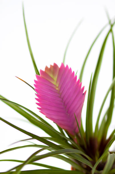 Blooming house plant.