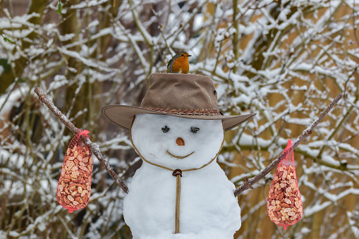 Snowman bird feeder with European robin (Erithacus rubecula) on cowboy hat in winter forest