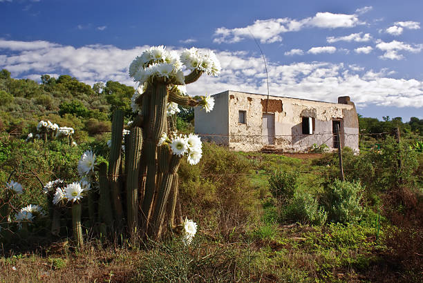 flowering cactus against desolate country house stock photo