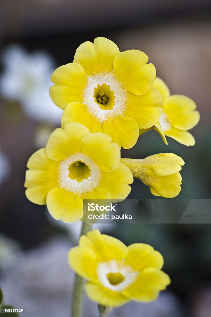 노란색 꽃 - 로열티 프리 0명 스톡 사진