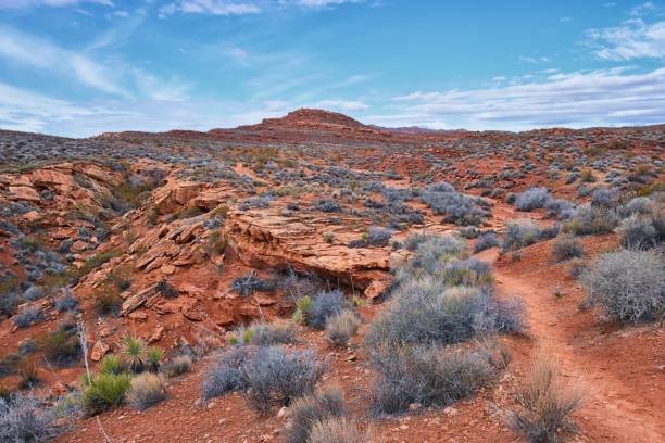 istock Chuckawalla and Turtle Wall landscape views from trail  Cliffs National Conservation Area Wilderness Snow Canyon State Park St George, Utah, United States. 1458573601