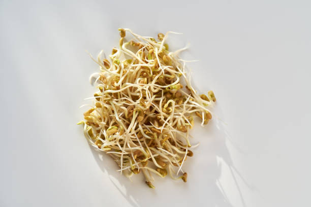istock Top view of fresh fenugreek sprouts 1458575728