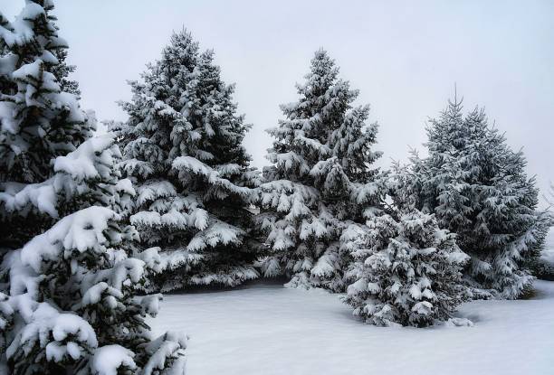 Pine Trees Covered in Snow stock photo