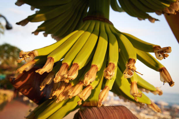 Bunch of green fresh banana growing on a tree in banana greenhouse