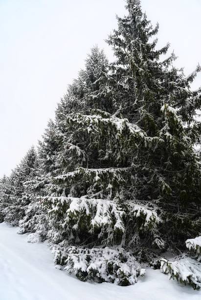 Fir Trees Covered in Snow stock photo