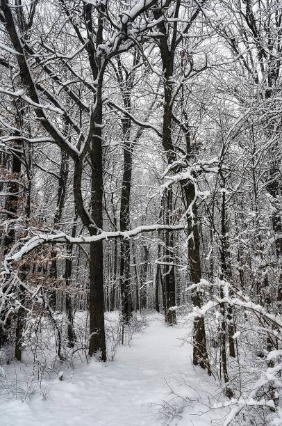 Hiking Path Covered in Snow stock photo