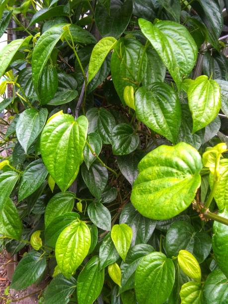 istock Piper betle or betel leaf 1458575899