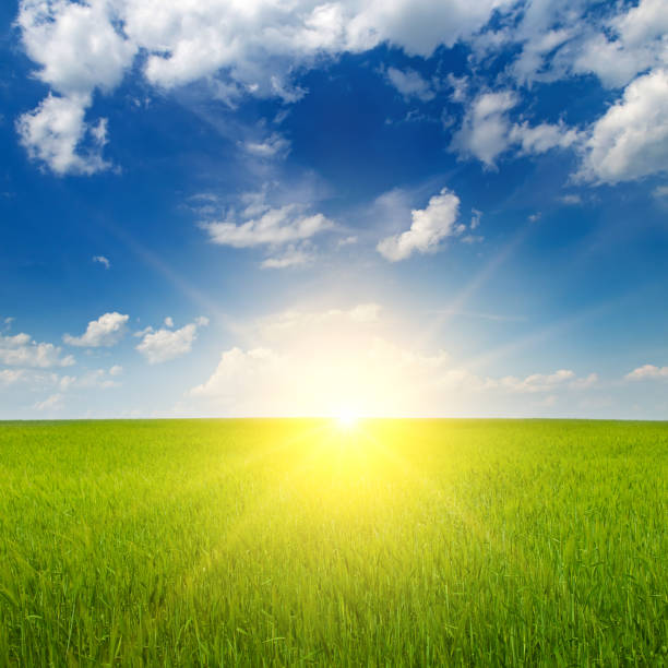 istock Green wheat field and sunrise over the horizon. 1458579959