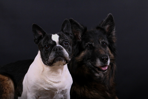 head portrait from a french bulldog and a german shepherd a lovely pair in the dark studio