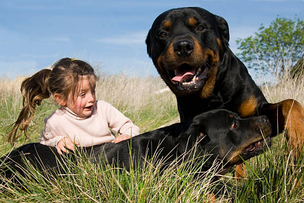 istock dangerous dogs and child 145858286