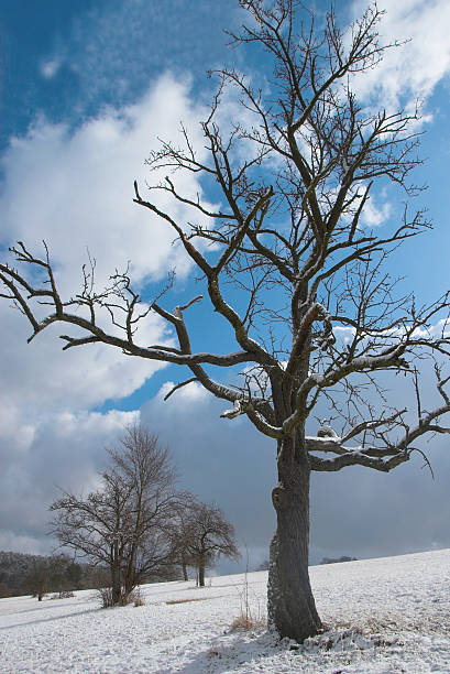 istock Old apple tree in the snow 145858453