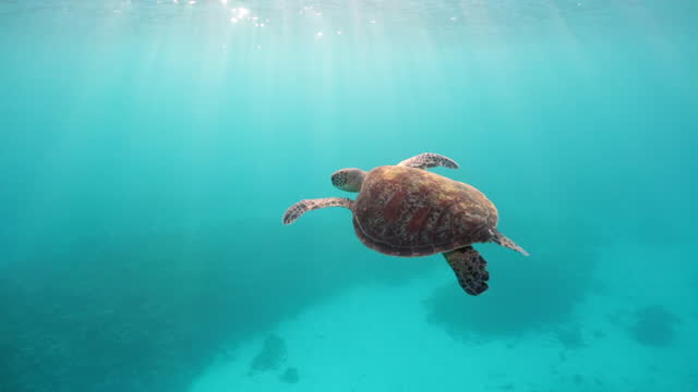 Green sea turtle swimming in the open ocean in golden afternoon light