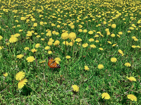 Dandelion left to flower in a lawn in spring, to feed pollinators