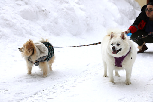 Playing with a Pomeranian and a Pomsky in snow