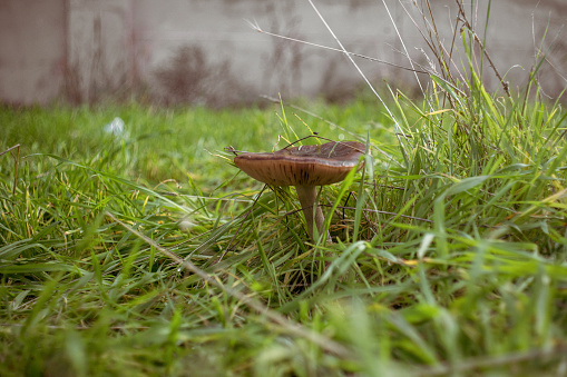 View of a brown mushroom on the grass.